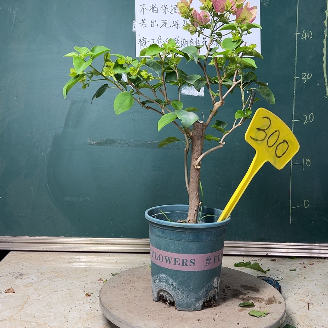 完全开放  绿叶五宝  300