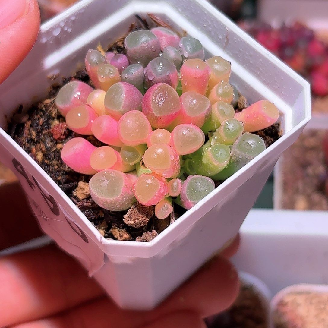 493号五十铃玉锦多肉植物锦一物一拍带盆土发货