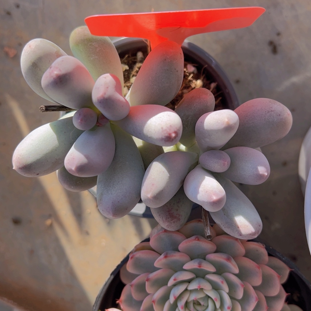 香玉的故事是一个人的故事吗