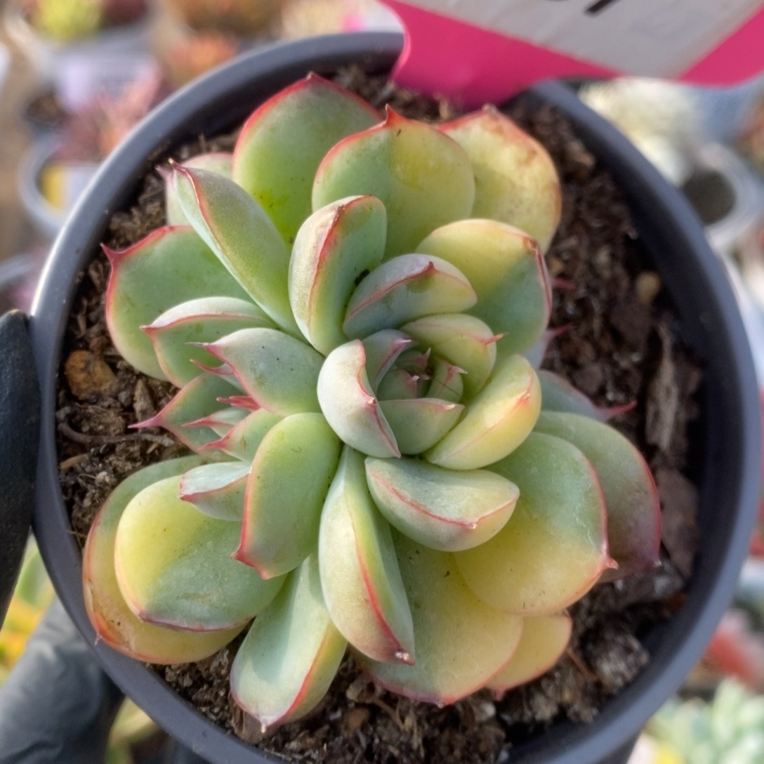 101花月夜锦锦锦锦
