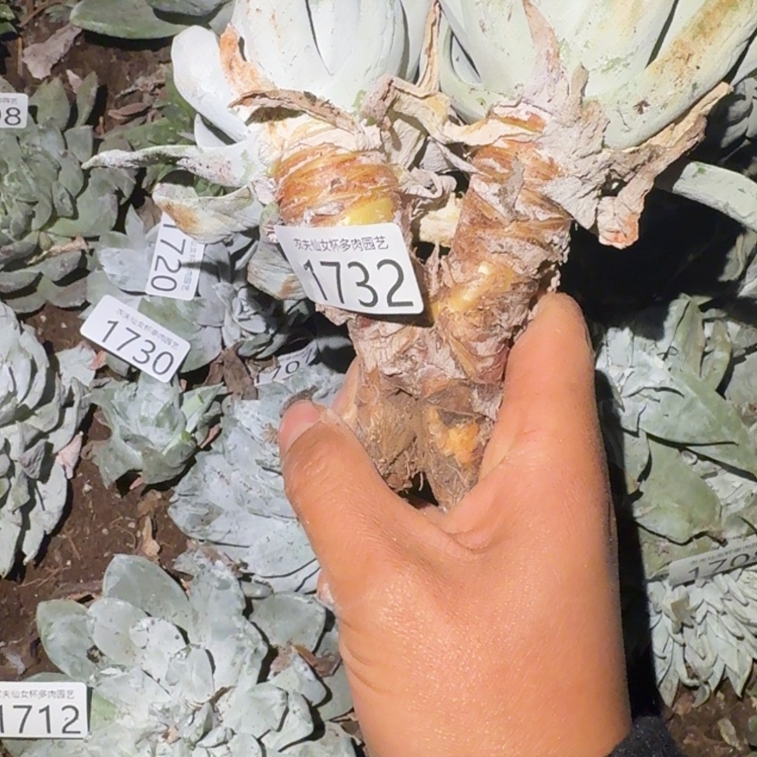 3代杂交仙女杯多肉福利瑕疵