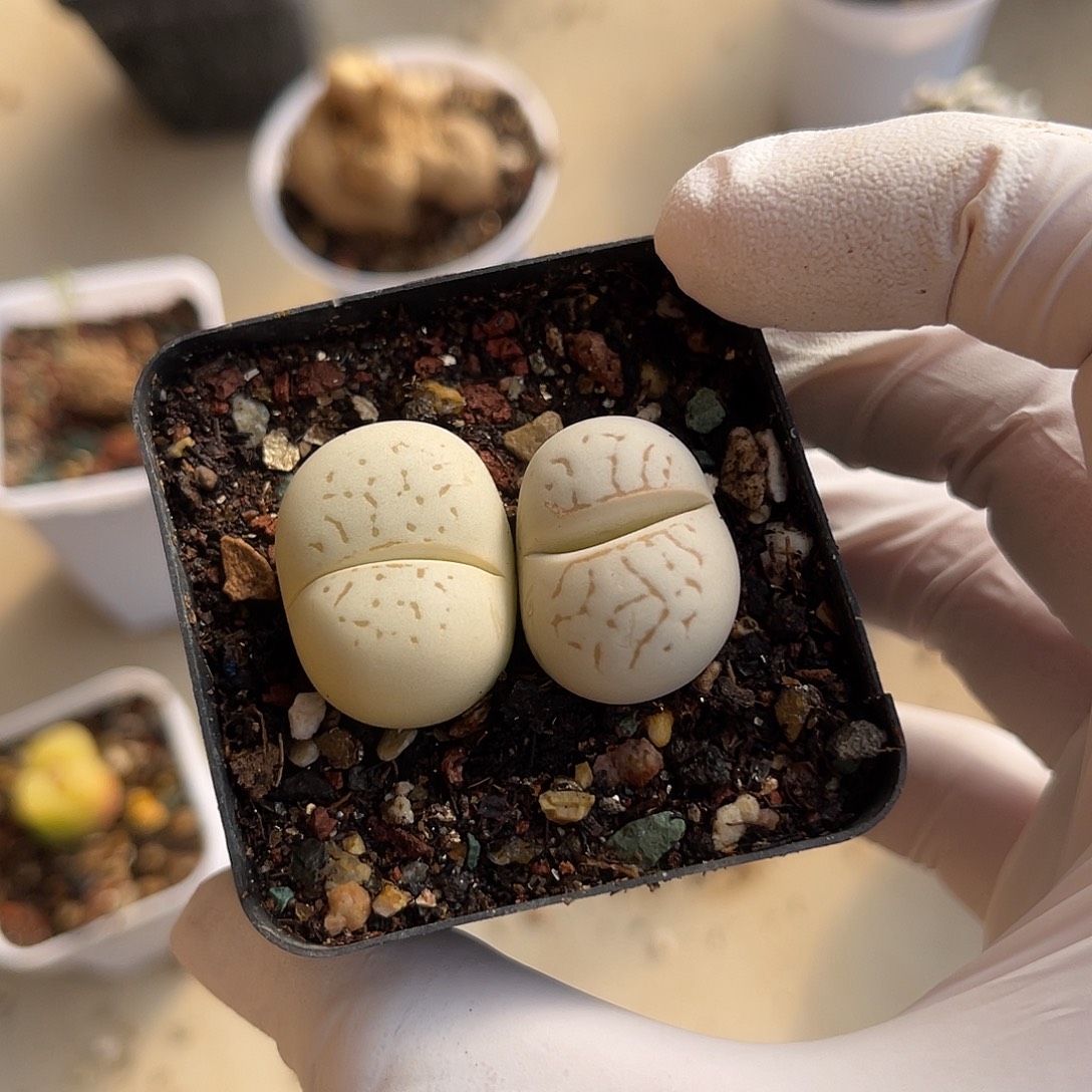 子播实生绫耀玉一物一拍