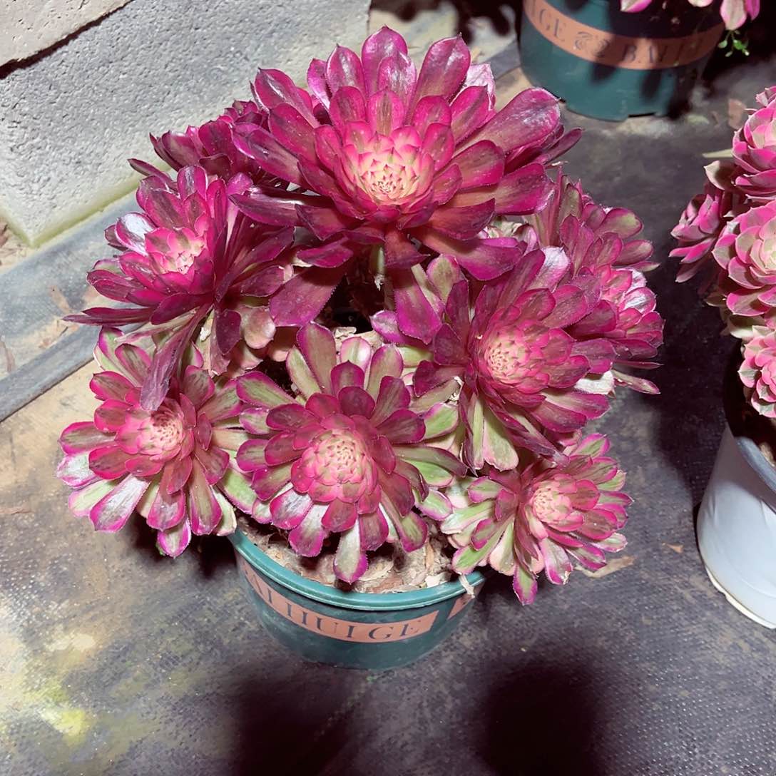 法师多肉哈哈哈哈