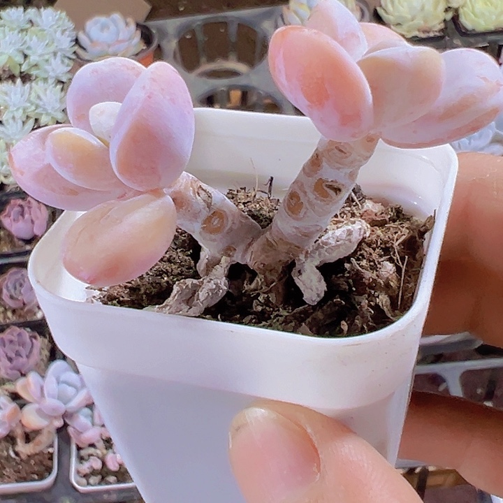 雪美人奶酪精品多肉植物