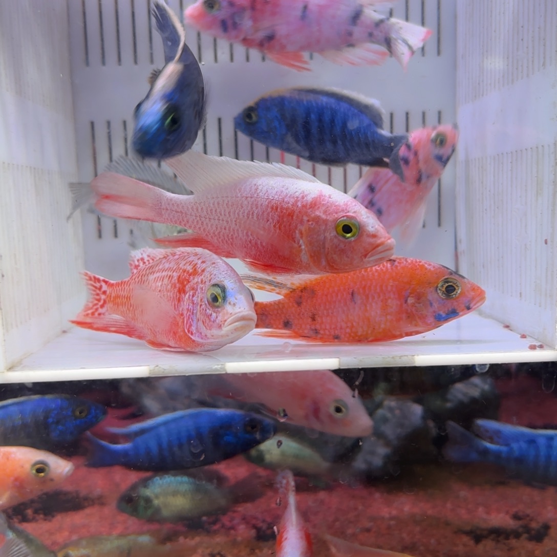 慈鲷鱼特价6备损2