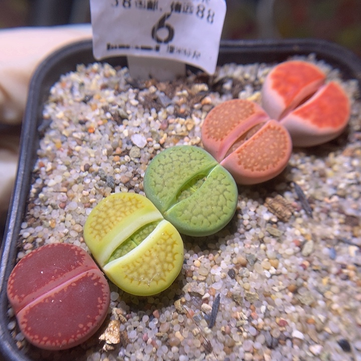 Sss精品生石花6新手推荐