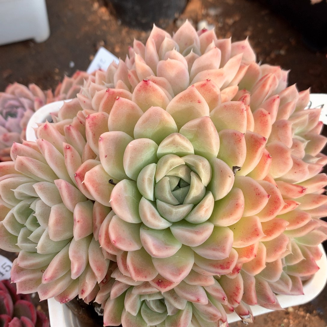 5949杂交多肉植物基地