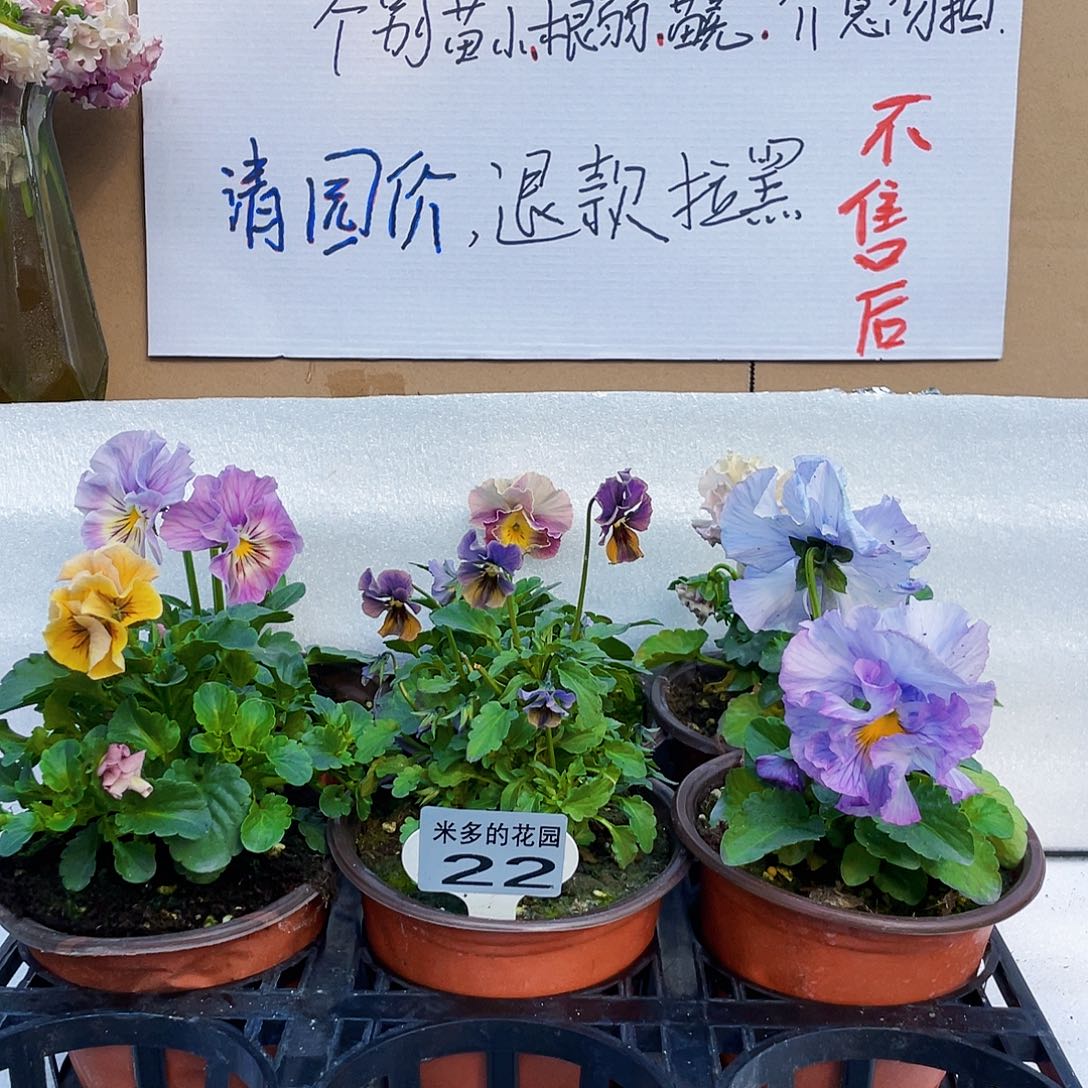 大部分花苞少量开放22