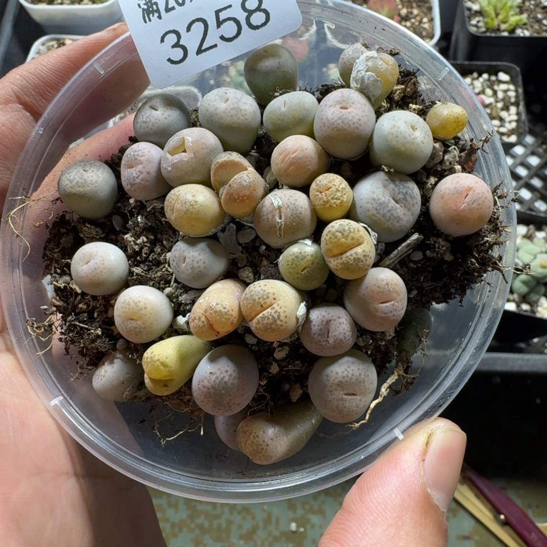 3258。碧琉璃一盒