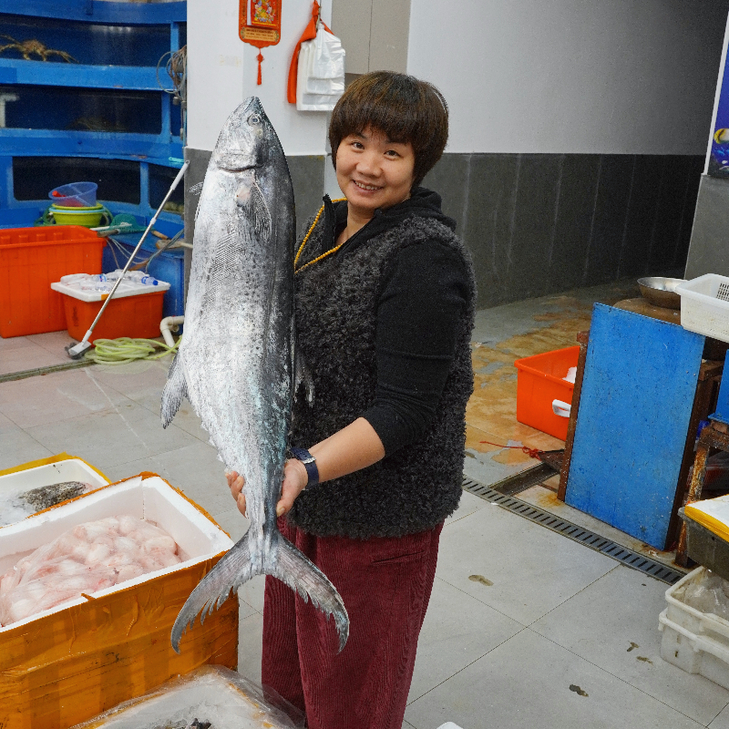本港大马鲛鱼 肉质鲜嫩肥美 广东省内顺丰包邮