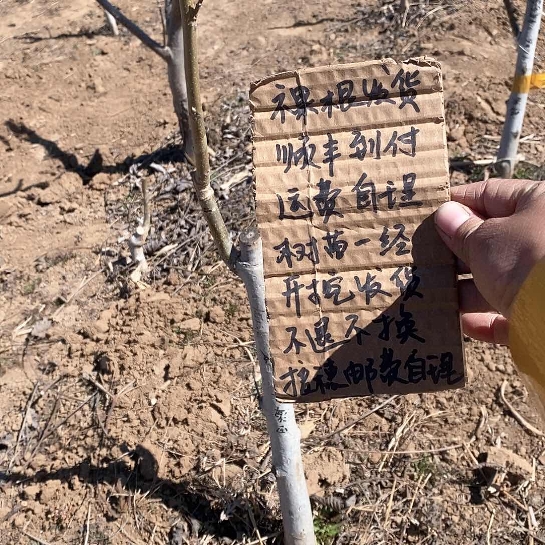 文玩核桃把件浩*文山三颗