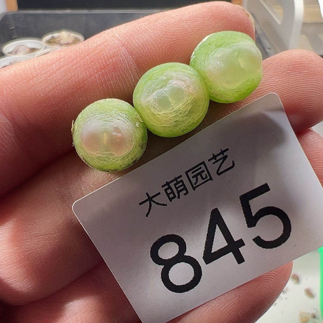 一物一拍。有疤福利845