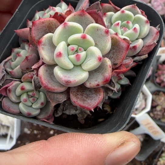 34娜娜小勾多肉植物多