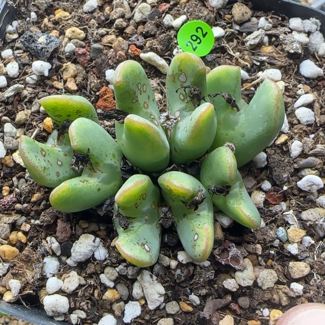 果冻色少将群多肉292