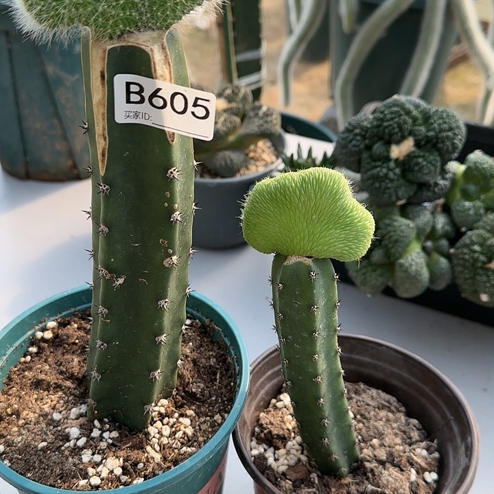 放*嫁接九尾狐缀化➕青蛇缀605