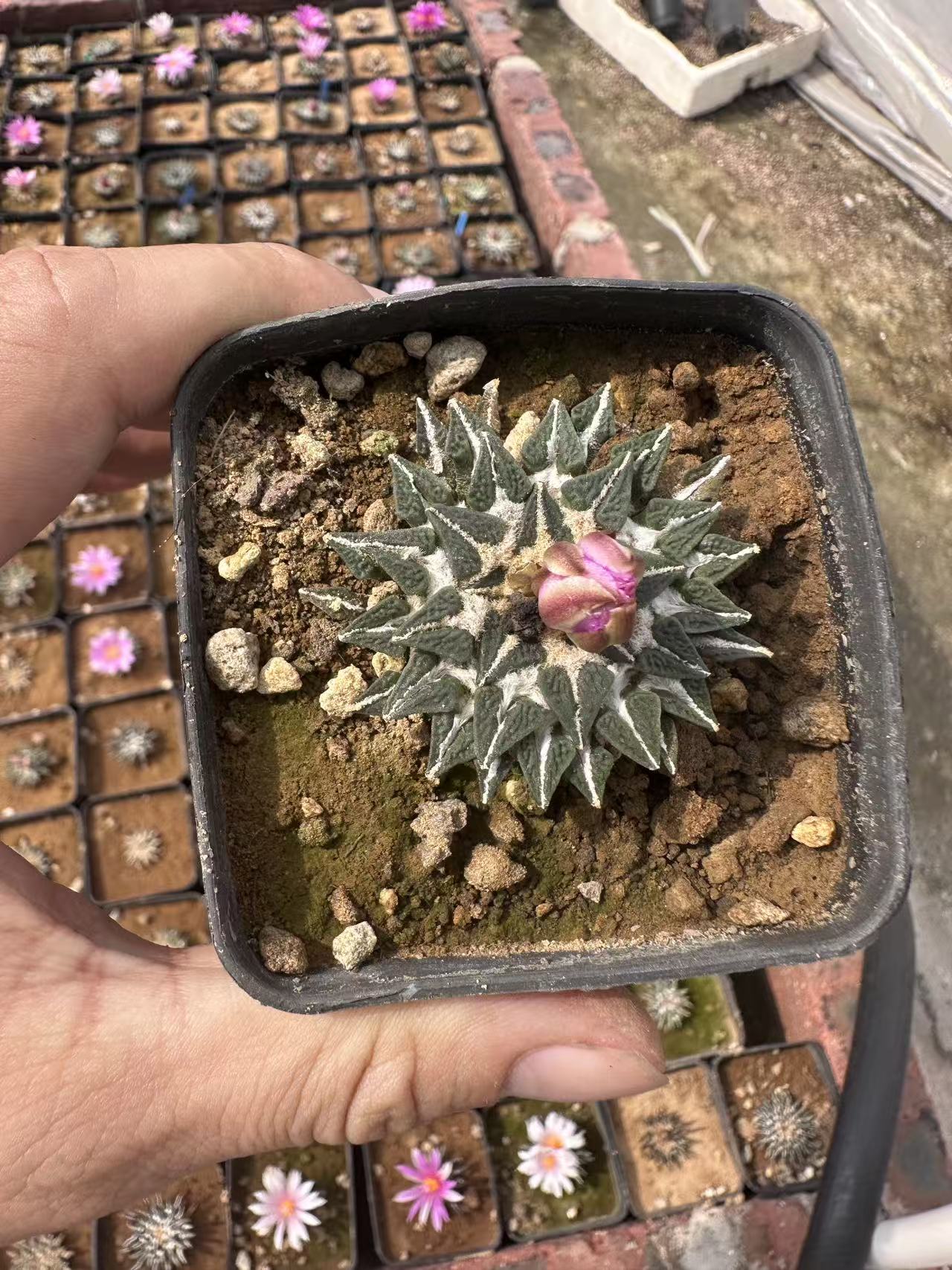 实生姬牡丹,可一物一拍