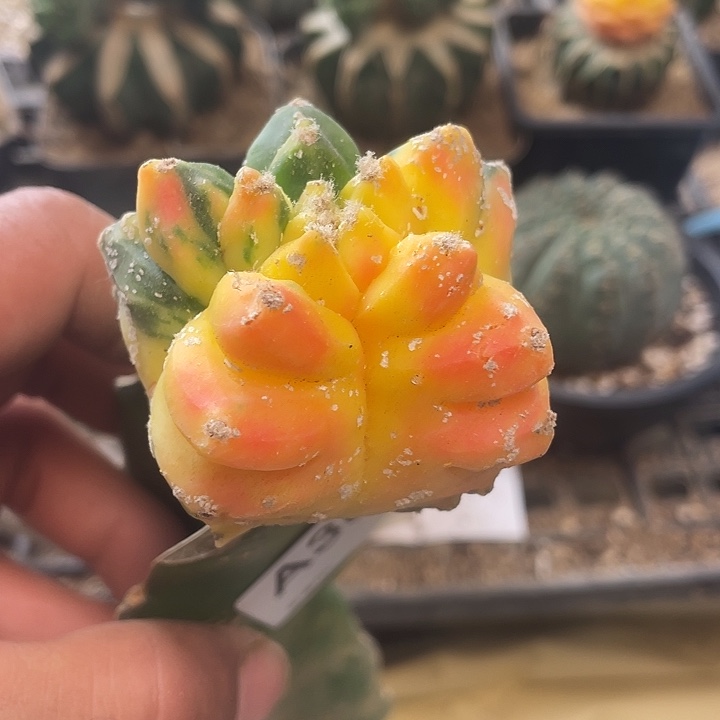 仙人球龟甲鸾387号