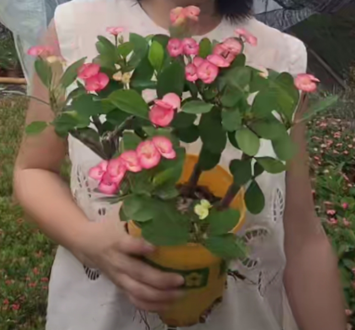 二妹园艺【 无刺虎刺梅 】带盆土随机发货