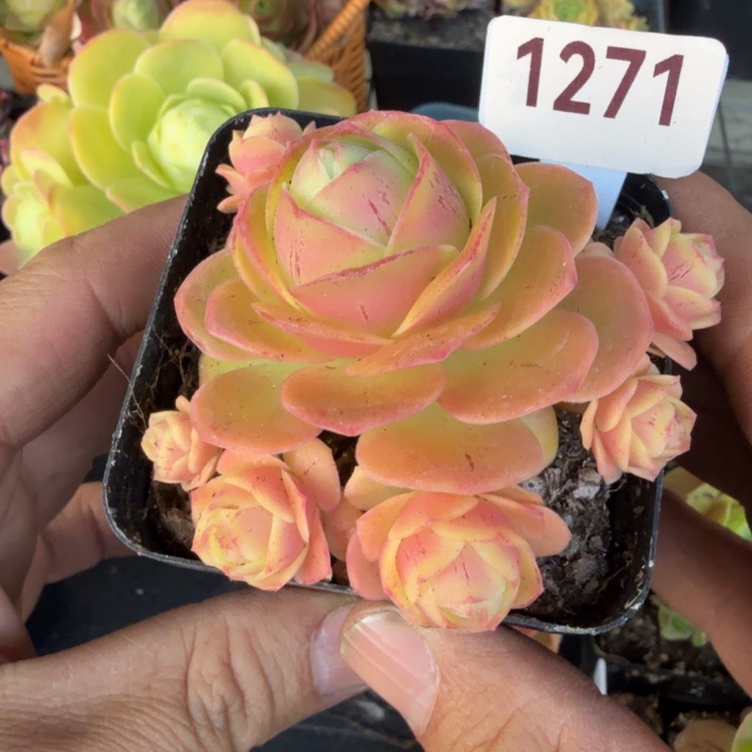 樱桃1271山地玫瑰