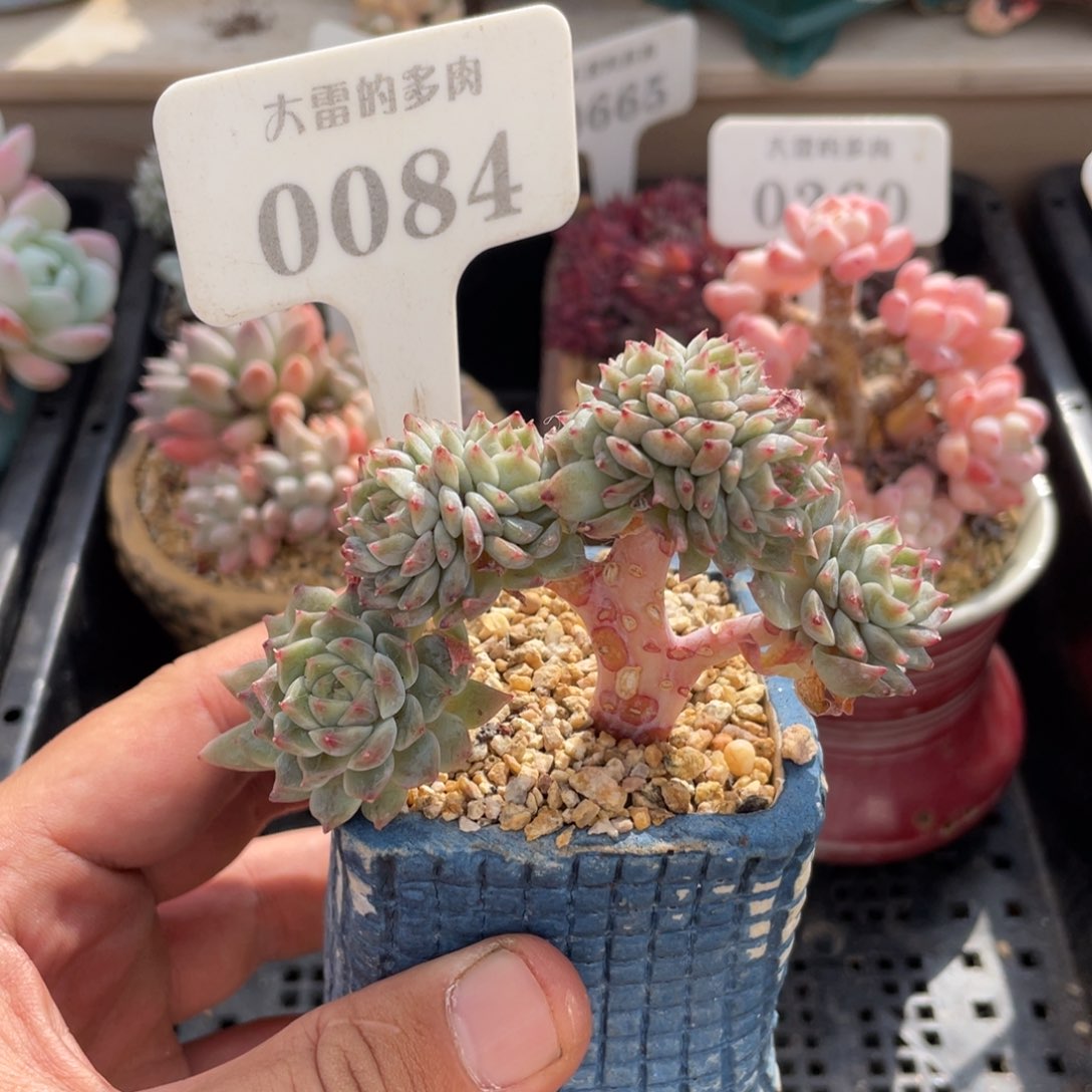 0084冰魄不带盆8厘米