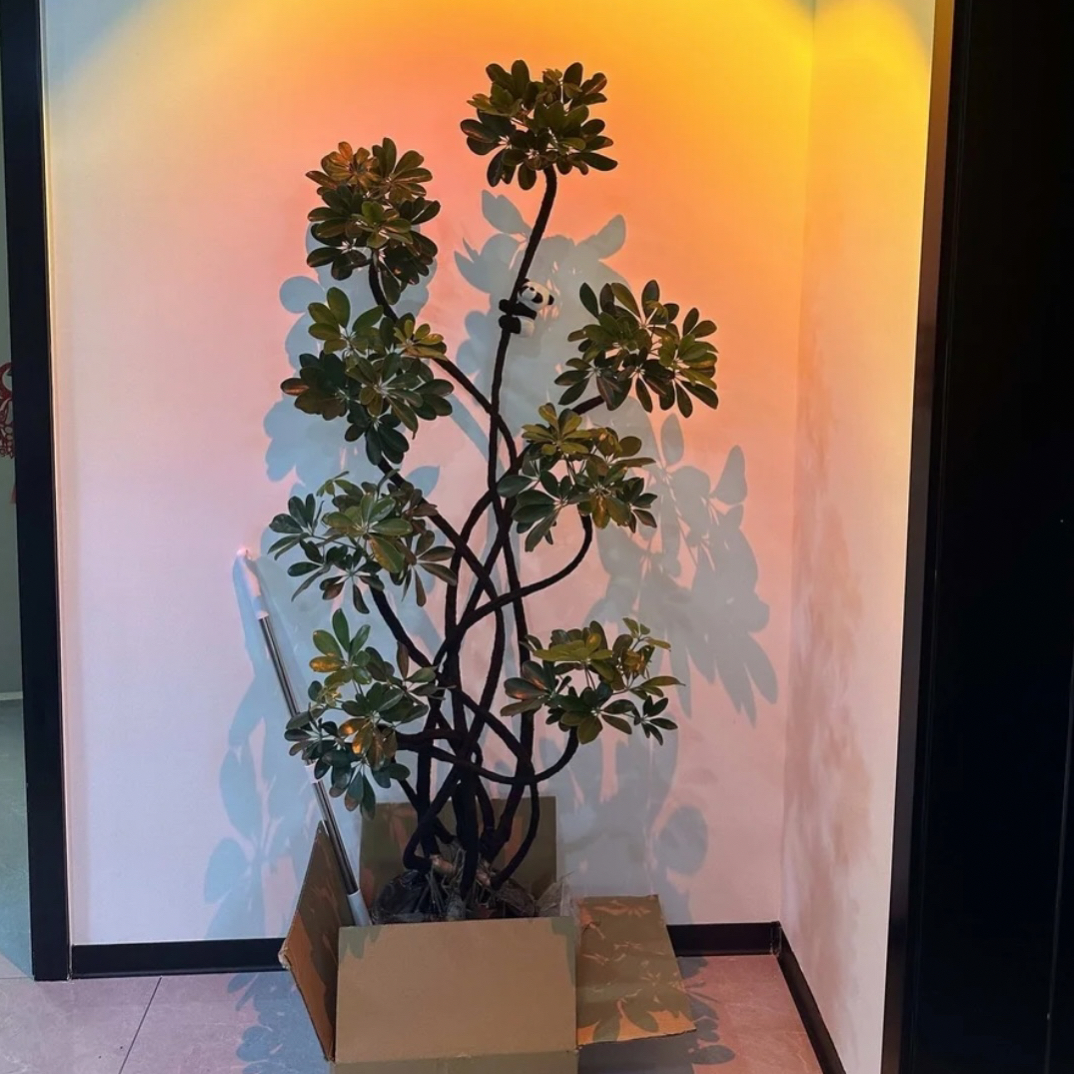 家居造型鸭脚木好养活四季常青网红绿植室内办公室落地大型盆栽