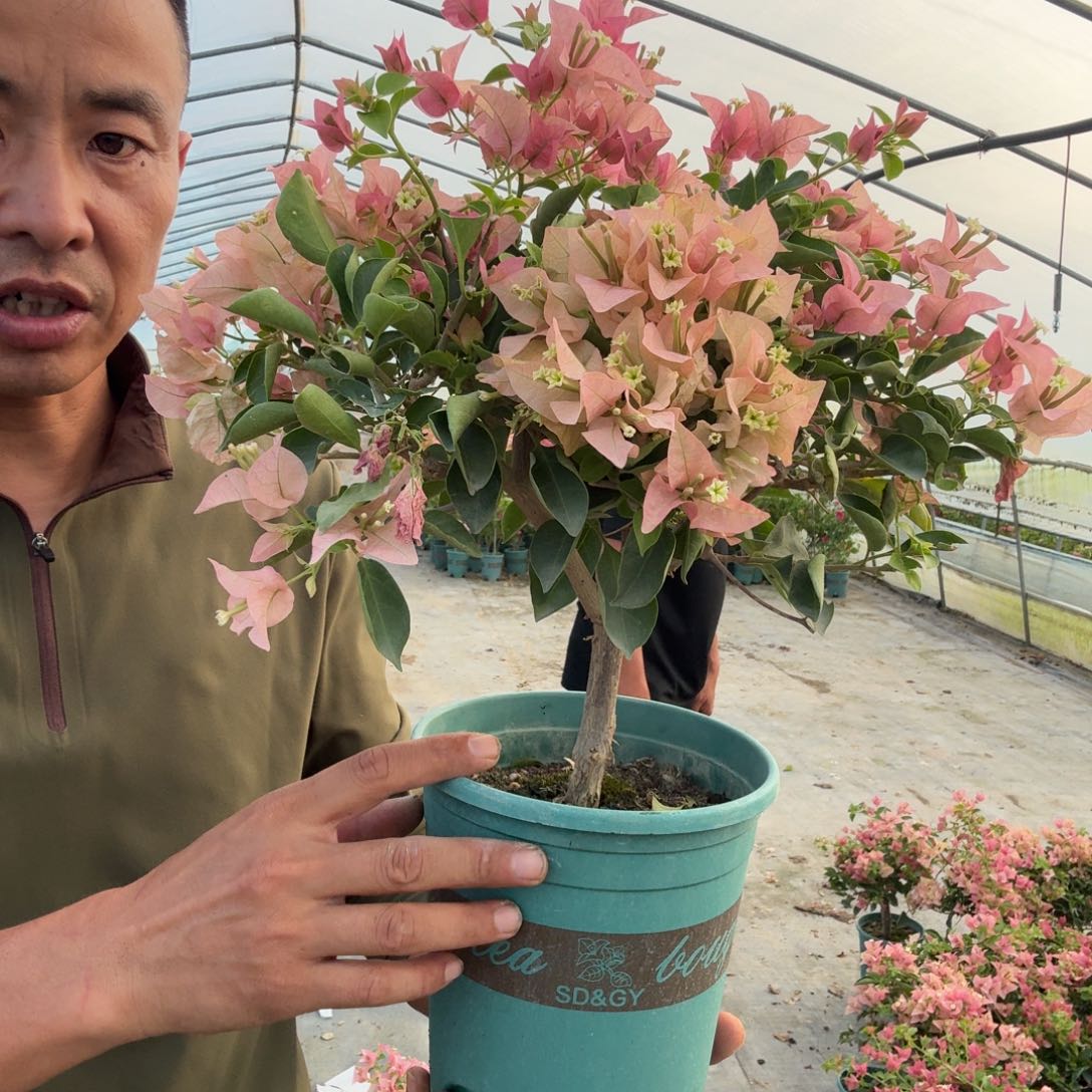 所罗门三角梅35三角梅