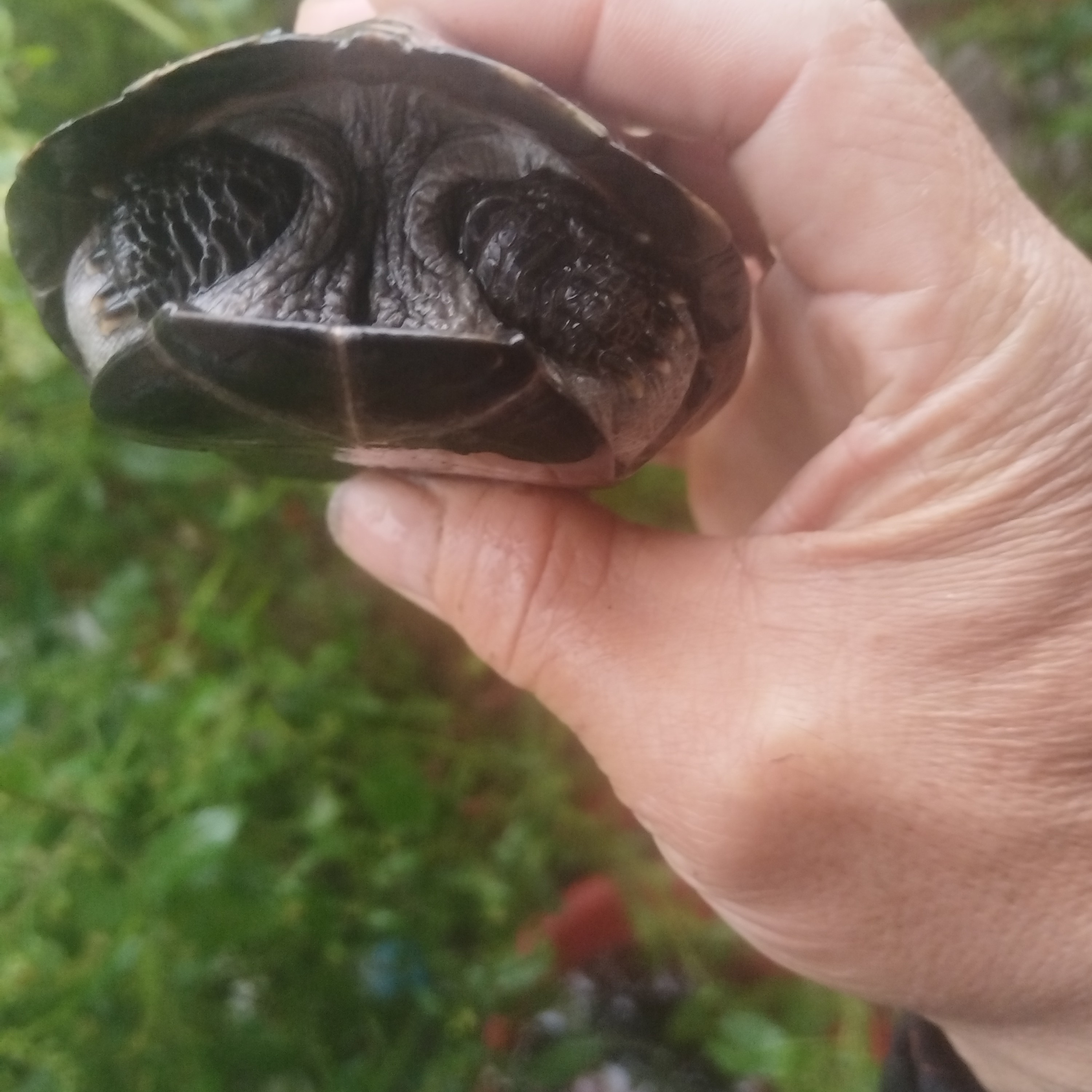直播间挑选人工养殖草龟麝香花龟等各种观赏龟宠物龟乌龟