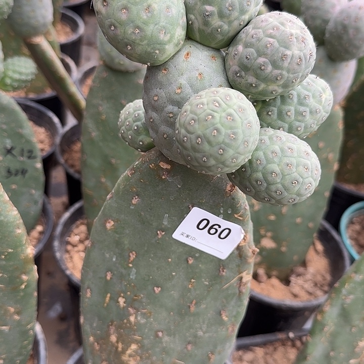 绿皮特圆习志野洞洞060