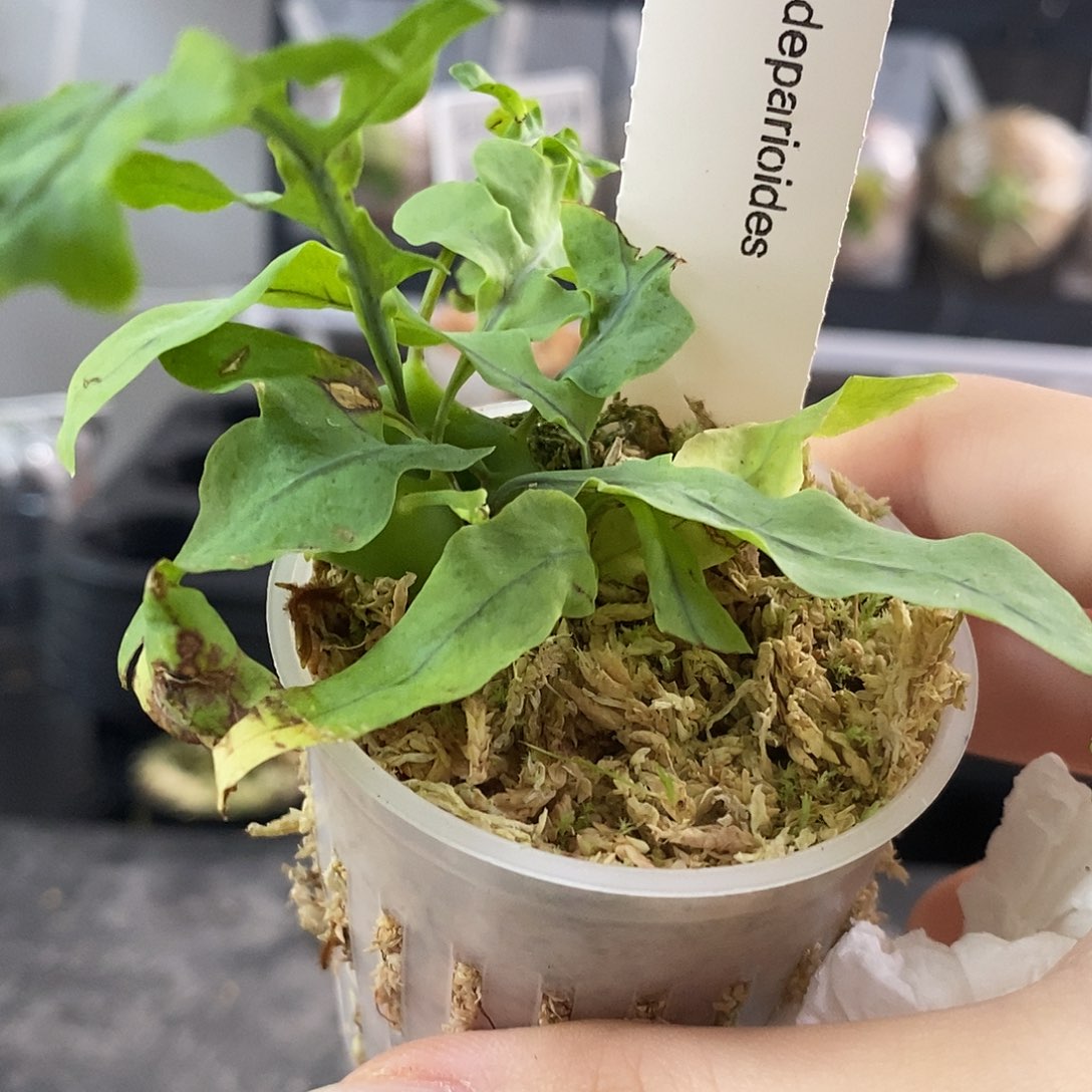 无花朵蓝蚁蕨鹿角蕨