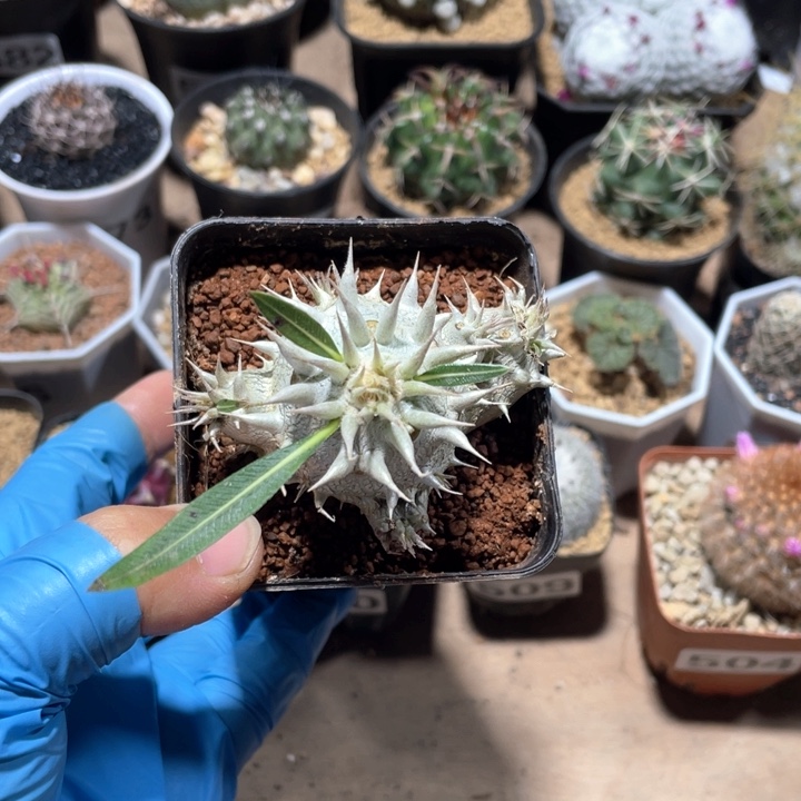 乘****王533西巴女王块根