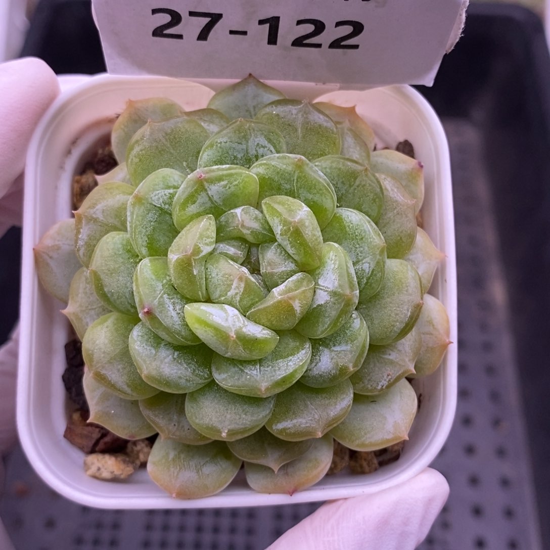 【闪购商品】27-122