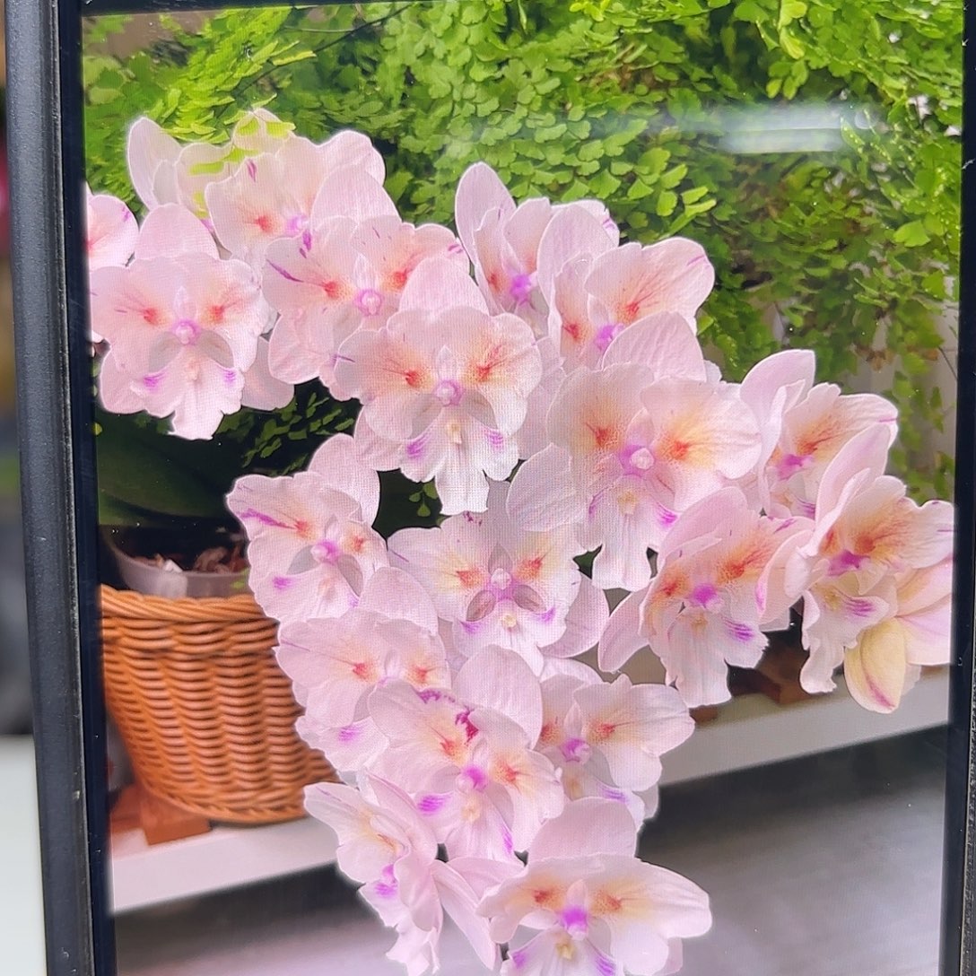 当前无花栽培后可以开花大婚纱