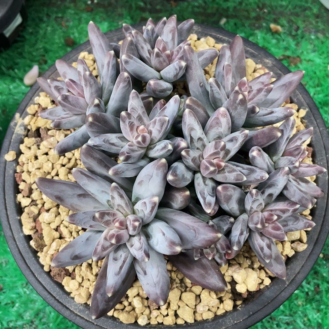 整桩无砍多头凤羽美人一颗