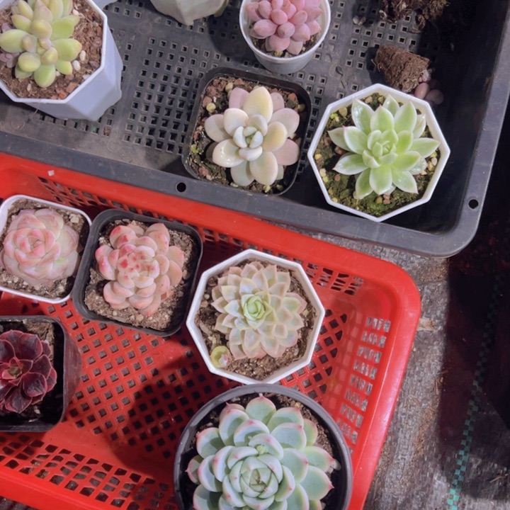 超****狗专拍多肉植物大战