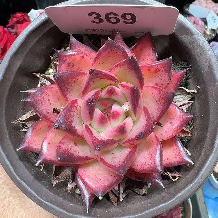 杂交多肉植物369