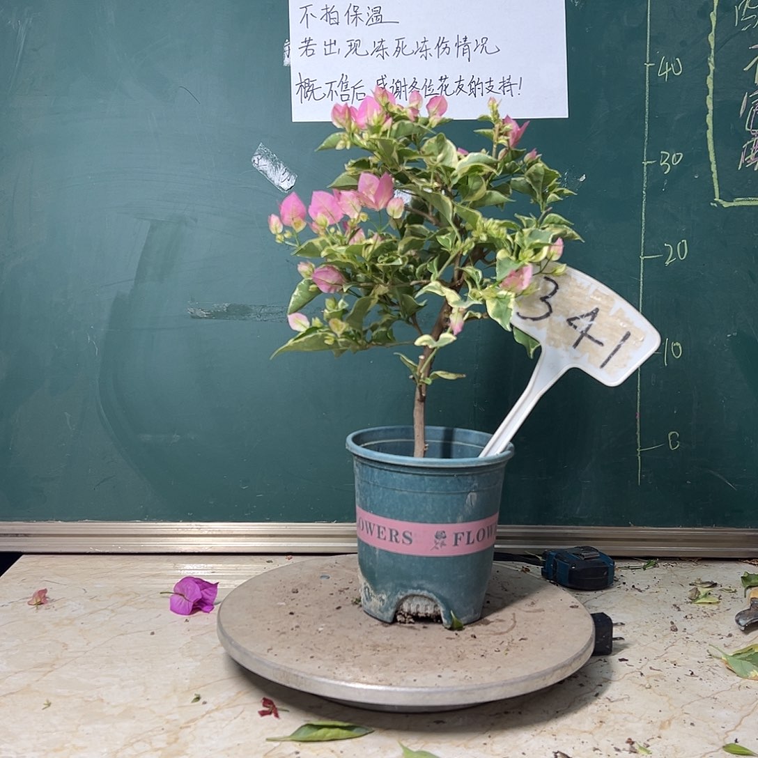 完全开放蜡染粉 341