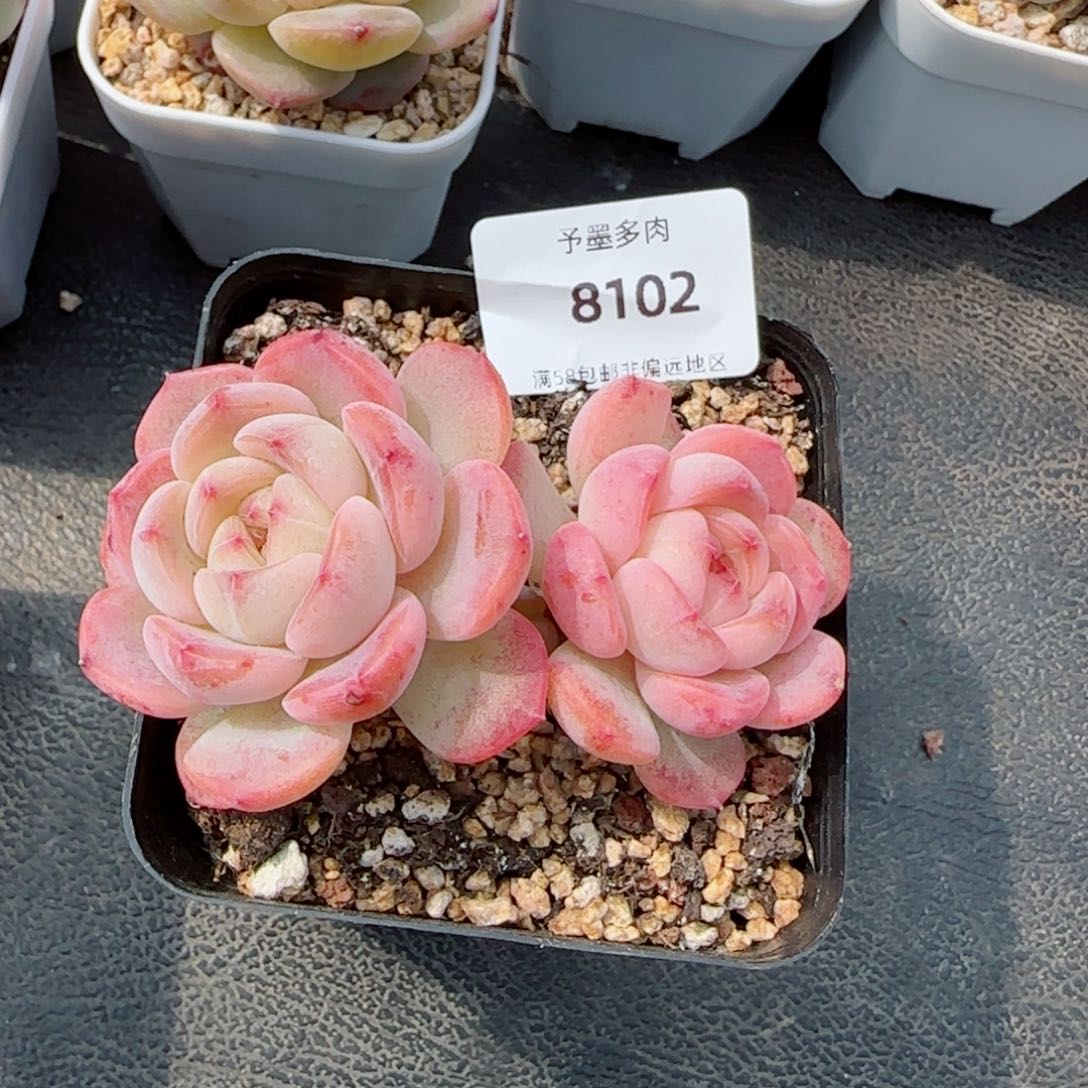 冰魄，8102多肉植物