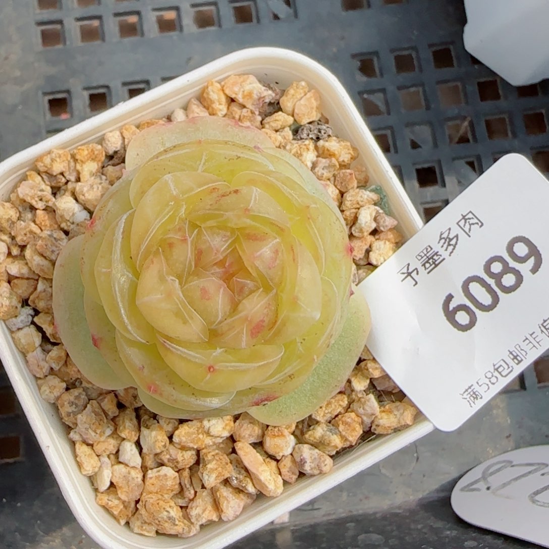 素素，6089多肉植物