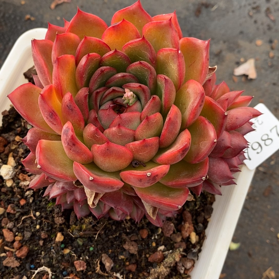 7987杂交多肉老桩