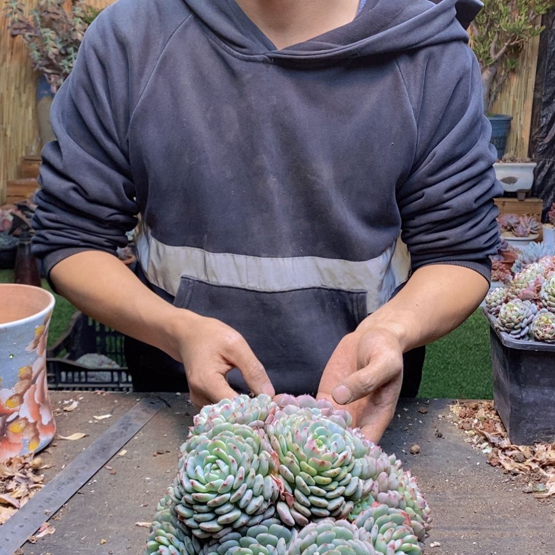 ?***途C116 号白胖子多肉