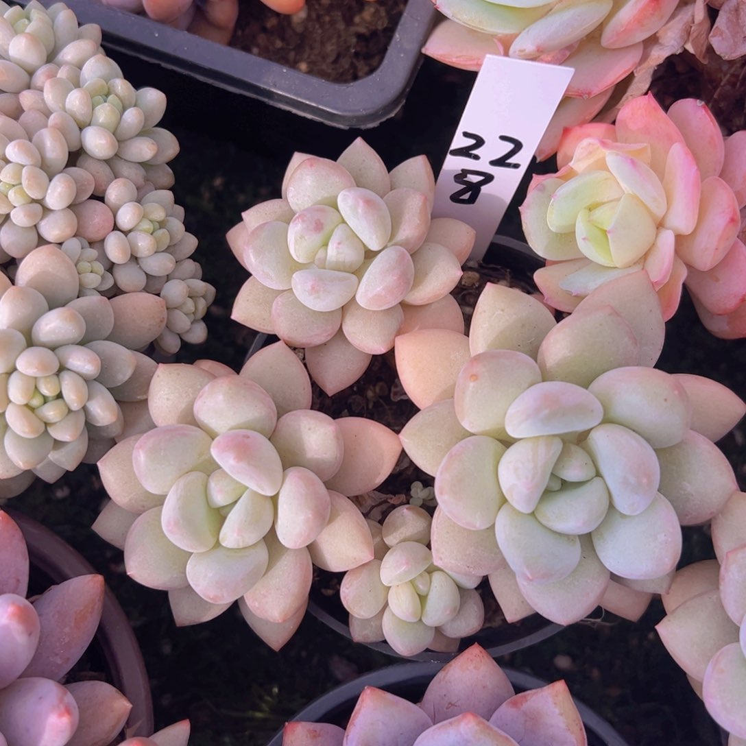 香玉的故事是一个人的故事