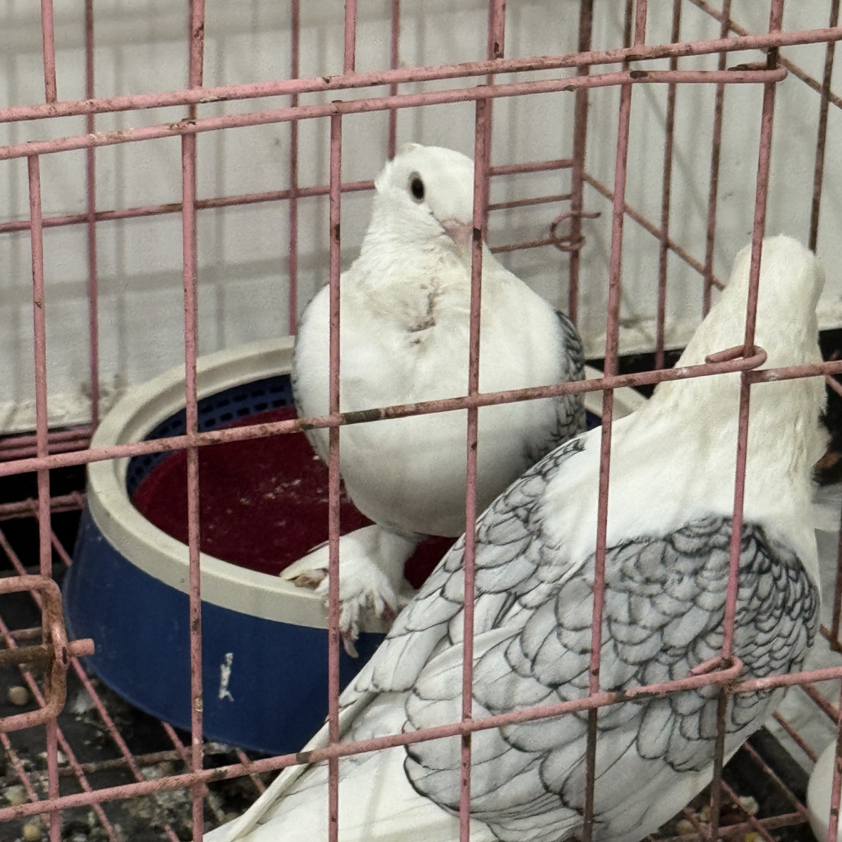 淑女种鸽青年鸽子窝图片仅供参考