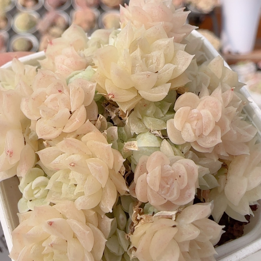 花语多肉0104-228散