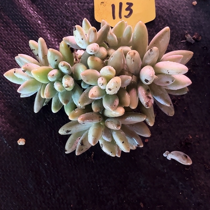 L***J白兰地113号码牌子的话题