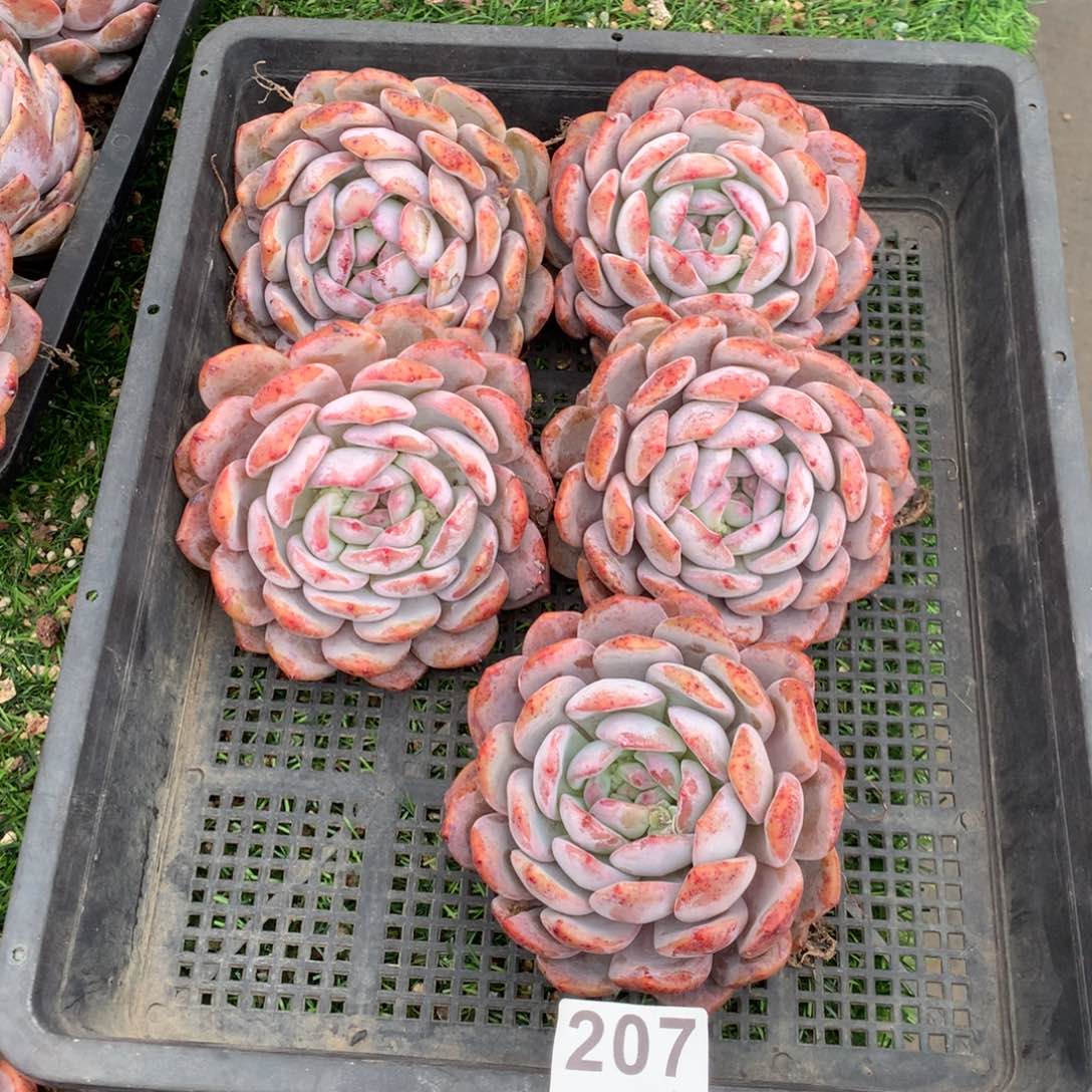 207橙子多肉植物组合