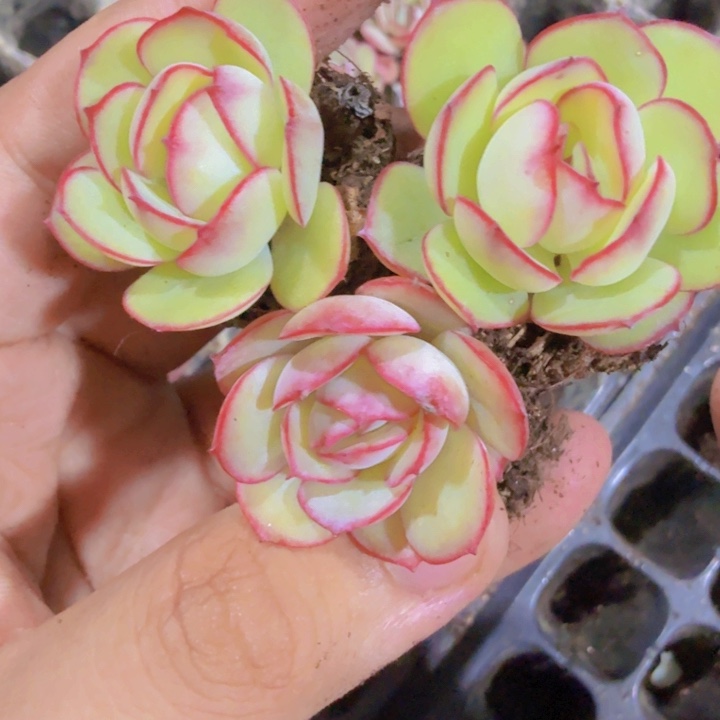 牡丹亭穴盘五颗一组