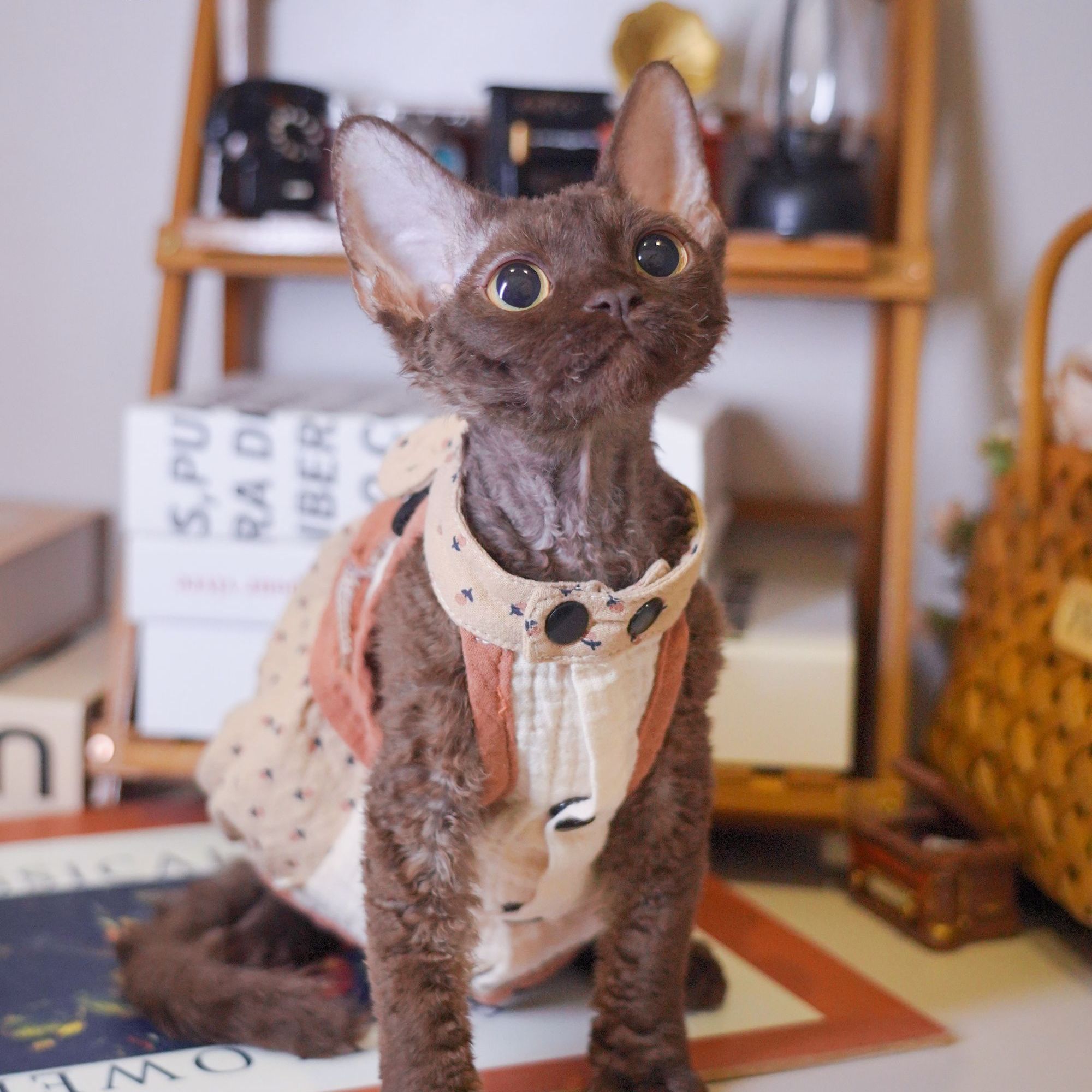 纯咖妹妹 德文卷毛猫