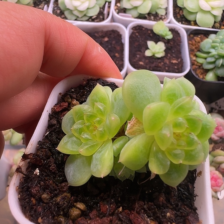 纸鸢群朵朵福利7头