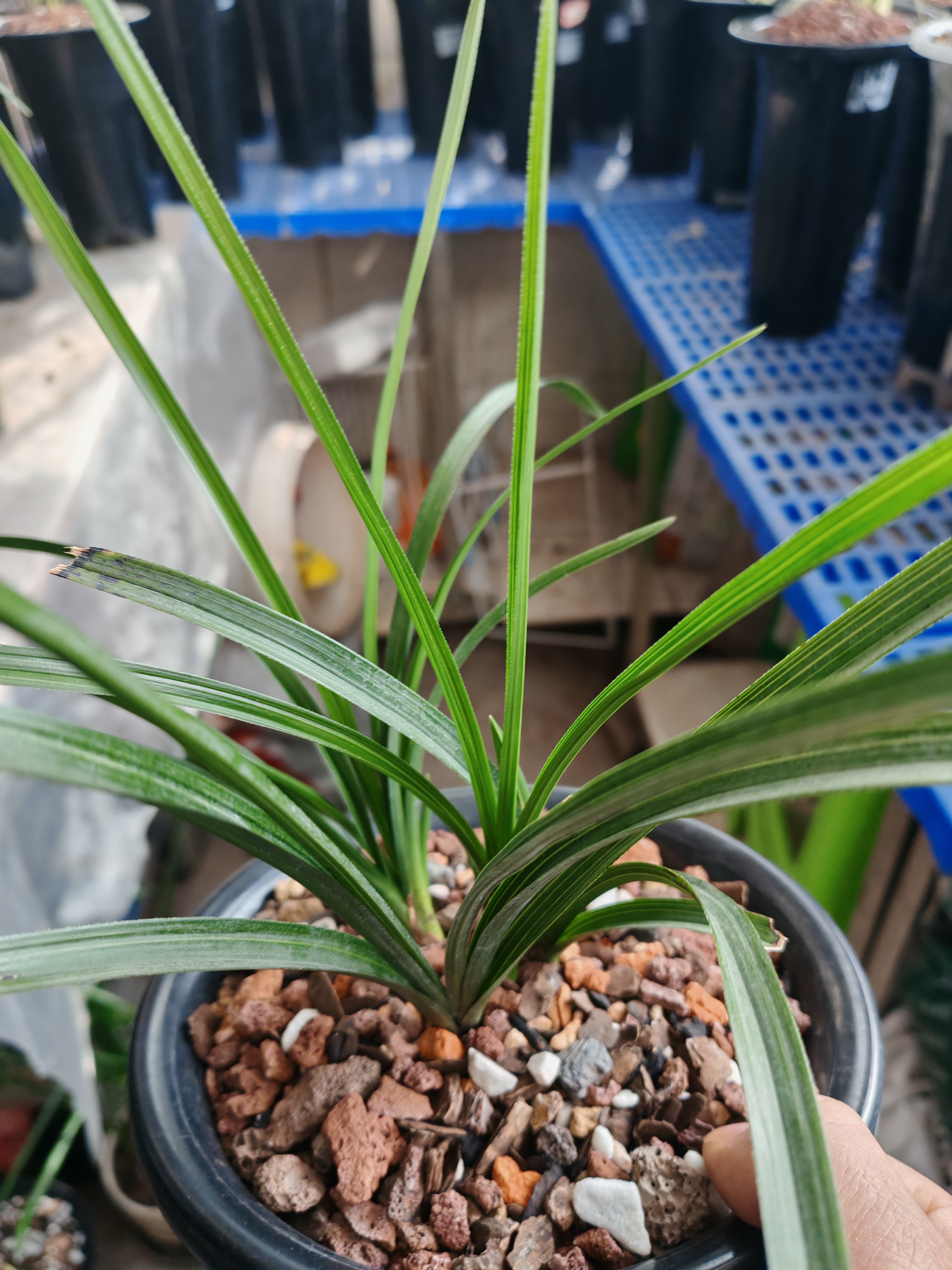 蕙兰盆景鉴赏满百包邮直播间