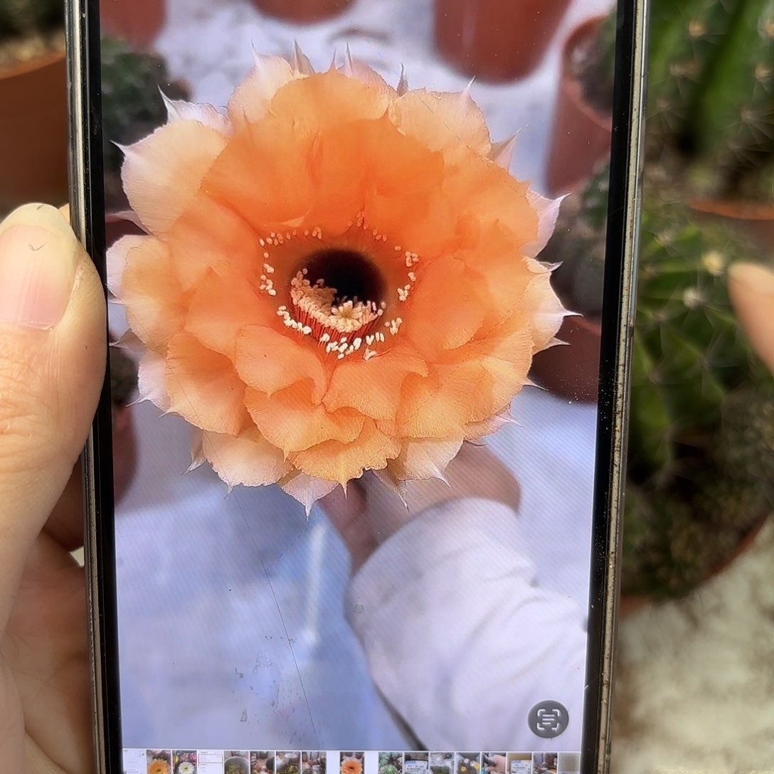 彩草杏色香槟7公分微瑕脱土